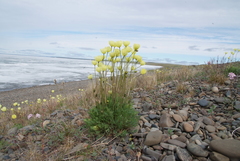 Papaver angustifolium
