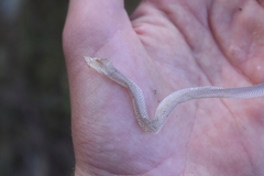 Diadophis punctatus vandenburgii