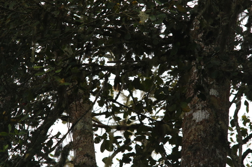 Dimorphic Fantail (Rhipidura brachyrhyncha), photo 5