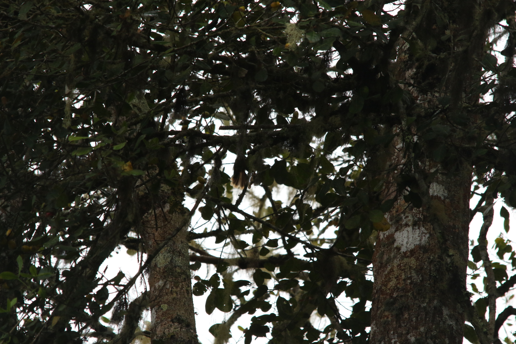 Dimorphic Fantail (Rhipidura brachyrhyncha), photo 4