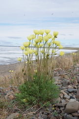 Papaver angustifolium