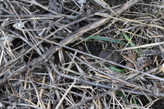 Microtus californicus