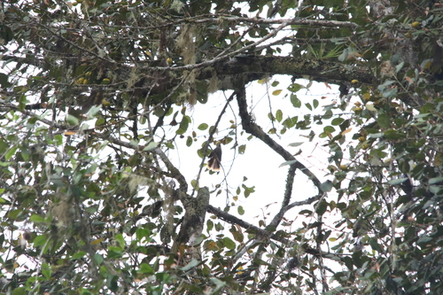 Dimorphic Fantail (Rhipidura brachyrhyncha), photo 10