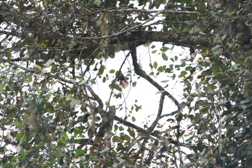 Dimorphic Fantail (Rhipidura brachyrhyncha), photo 6