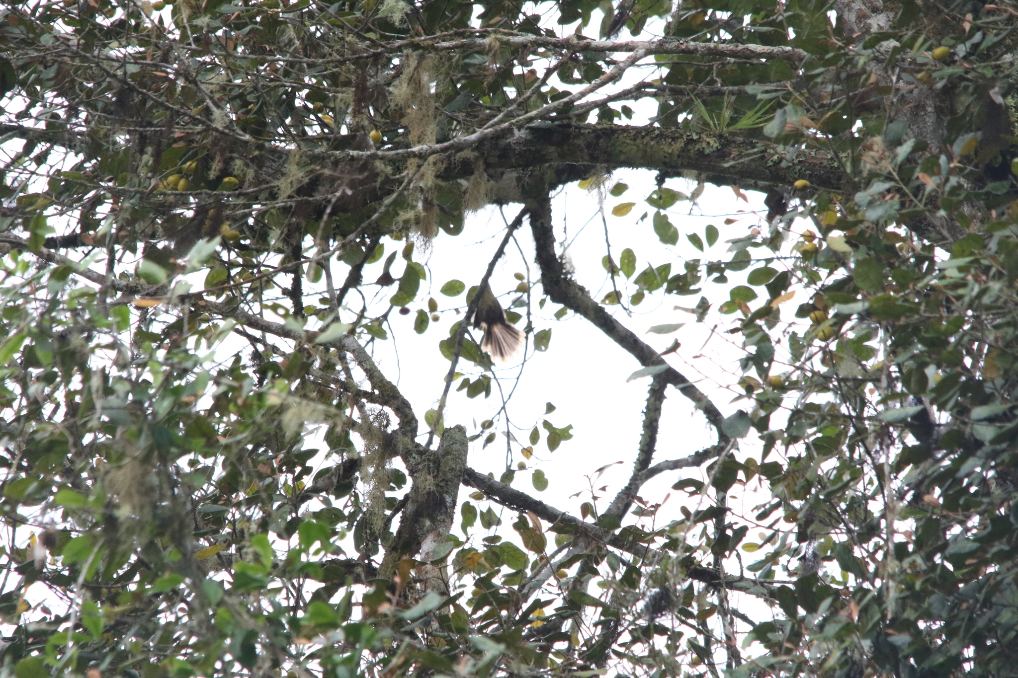 Dimorphic Fantail (Rhipidura brachyrhyncha), photo 5