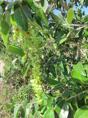 Cissampelos mucronata