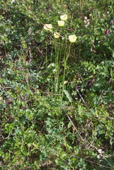 Papaver angustifolium