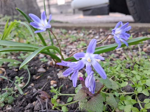 Scilla forbesii
