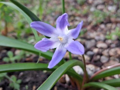 Scilla forbesii