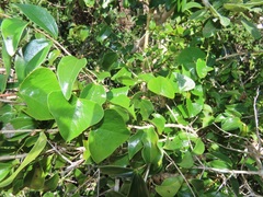 Cissampelos mucronata