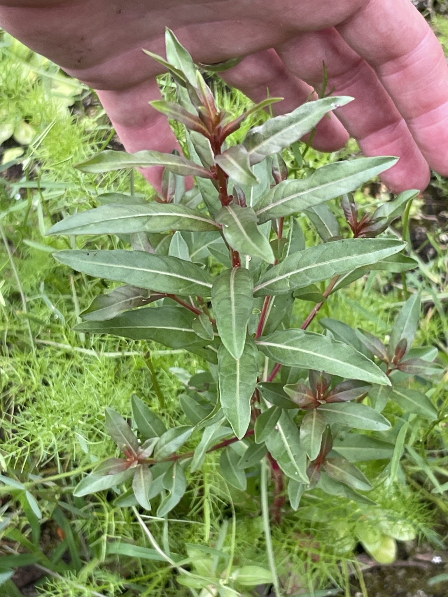 Winged Loosestrife (Lythrum alatum)