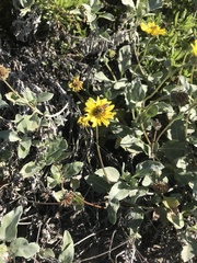 Helianthus niveus