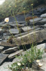 Papaver angustifolium