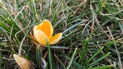 Crocus angustifolius