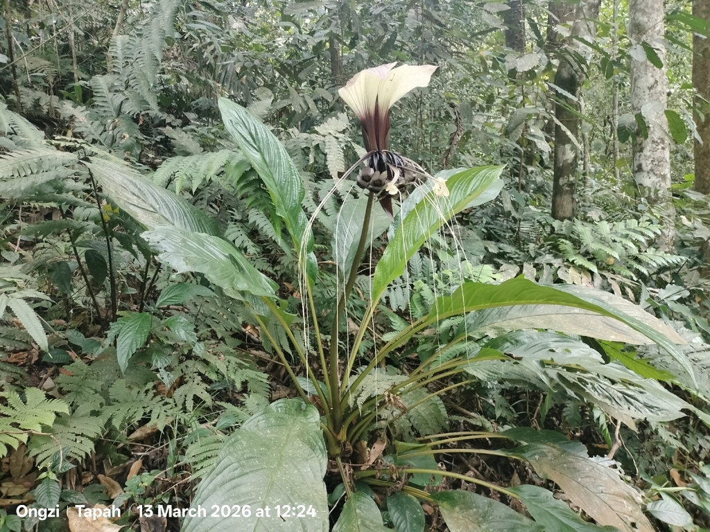 Ngải rợm – Tacca integrifolia