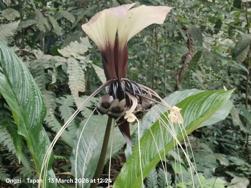 Tacca integrifolia, photograph 2