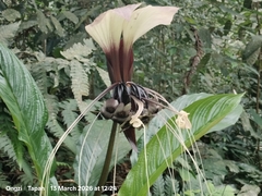 Tacca integrifolia, photograph (c) Ong Jyh Seng, some rights reserved (CC BY)