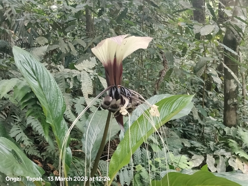 Tacca integrifolia, photograph 3