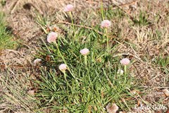 Armeria curvifolia