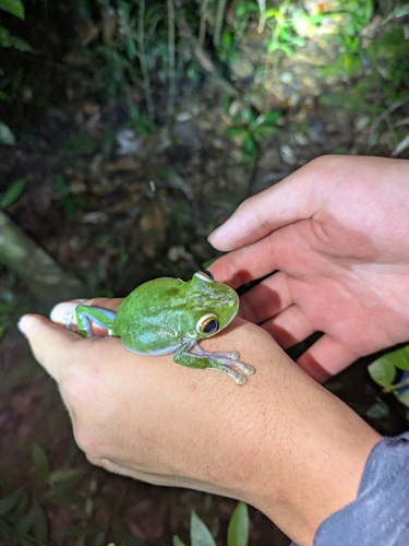 Sandyrana multicolor