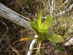 Myrsine cubana