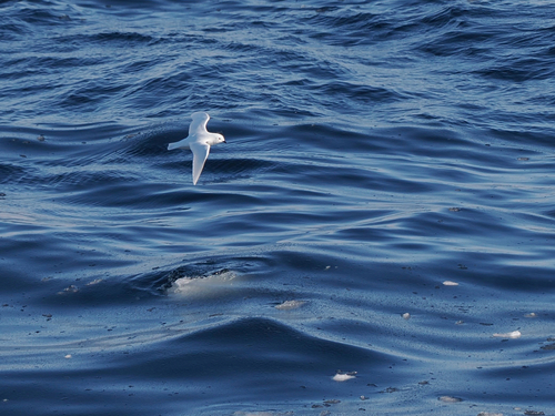 iNaturalist image