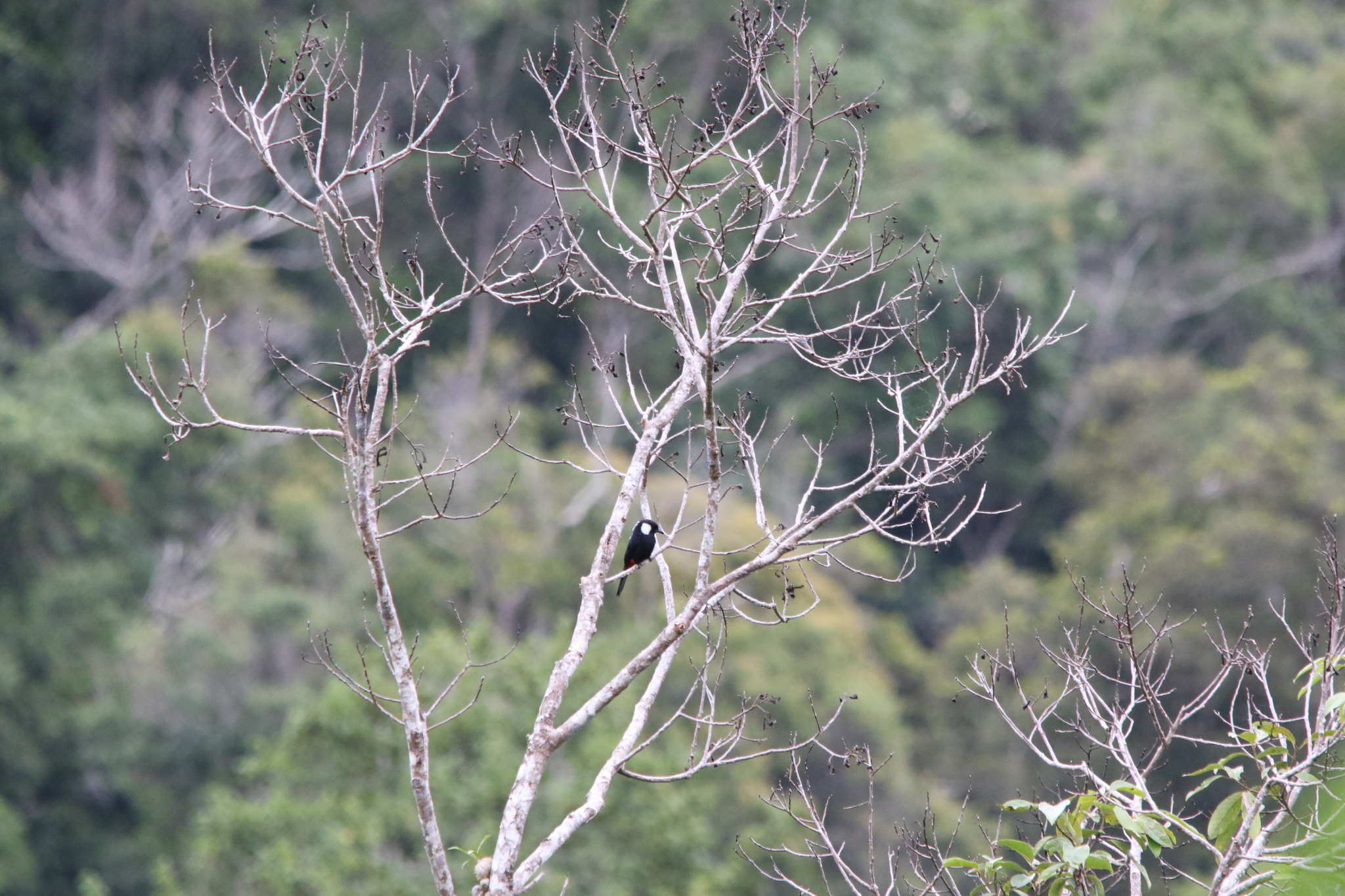 Mountain Peltops (Peltops montanus), photo 1