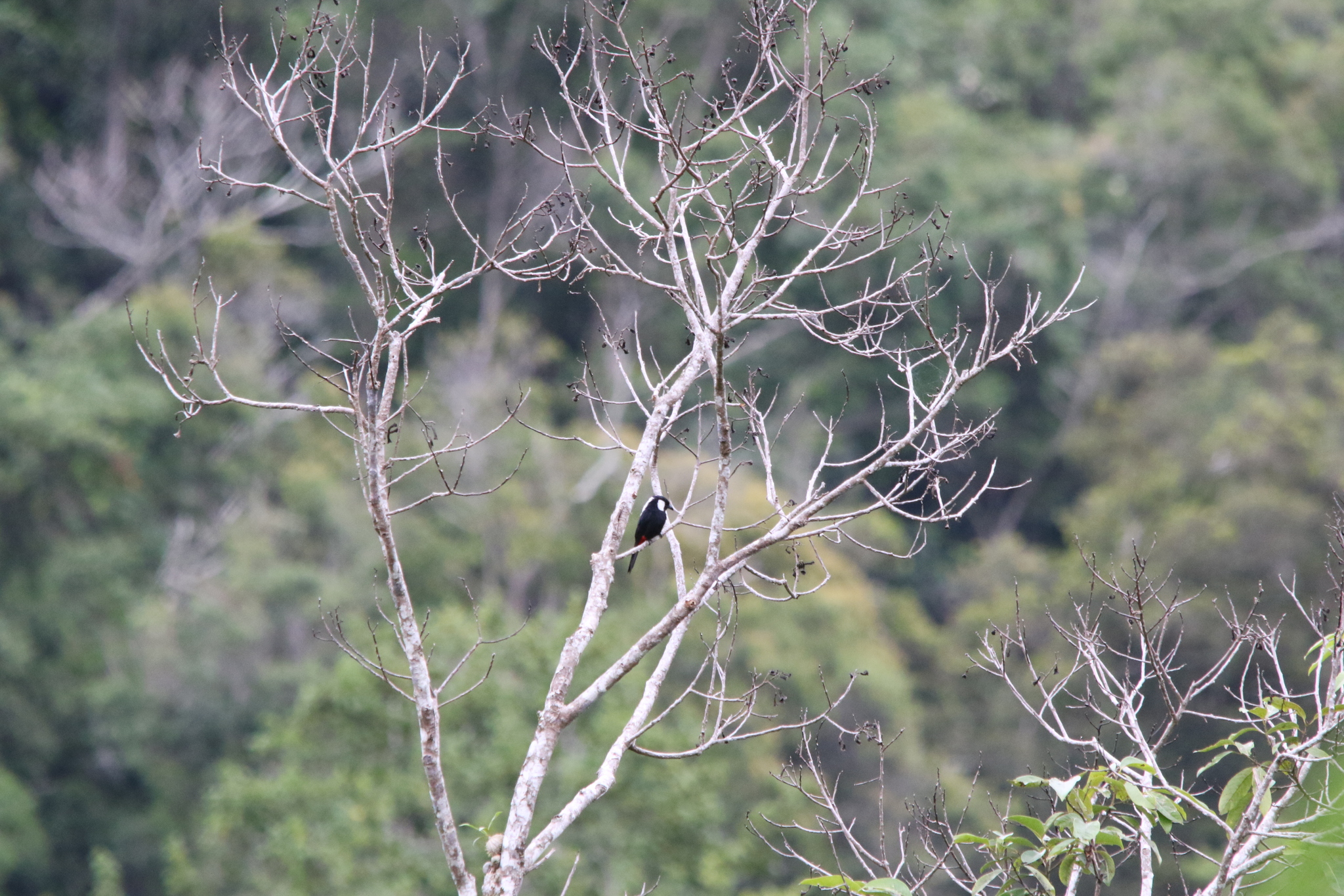Mountain Peltops (Peltops montanus), photo 3