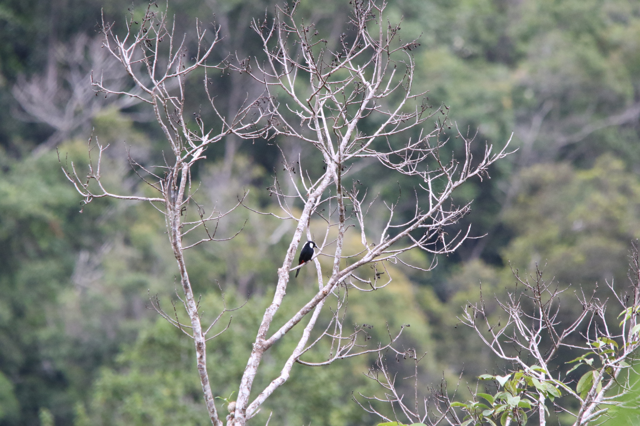 Mountain Peltops (Peltops montanus), photo 2