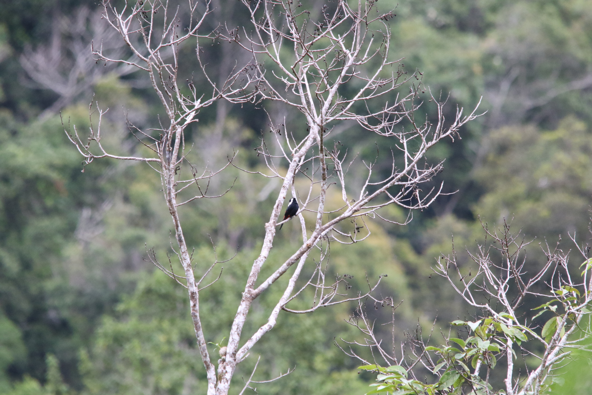 Mountain Peltops (Peltops montanus), photo 4