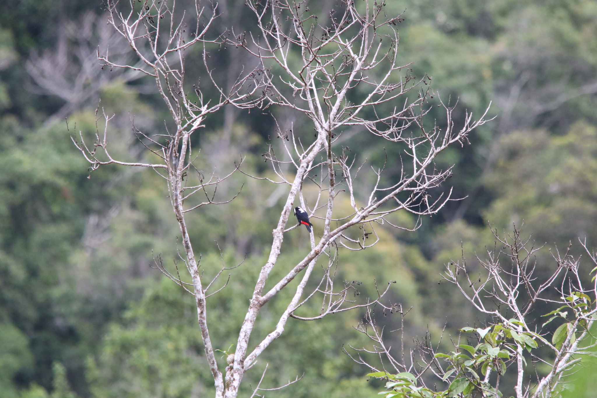 Mountain Peltops (Peltops montanus), photo 6