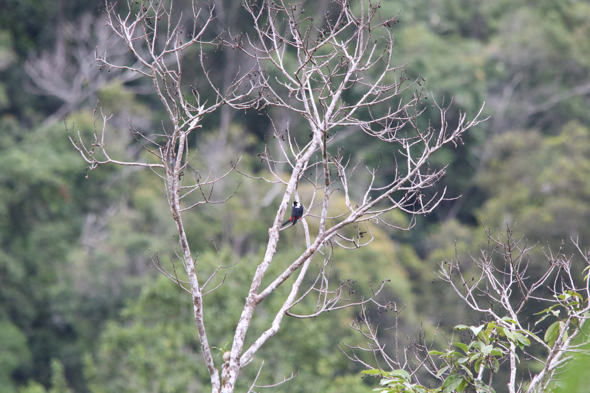 Mountain Peltops (Peltops montanus), photo 5