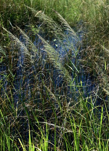 Dinebra polystachyos observed 2026-01-31