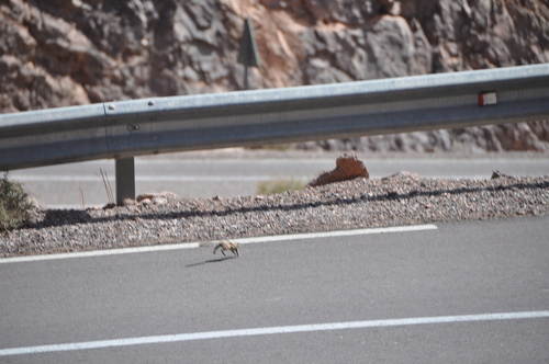 Barbary Ground Squirrel