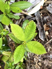 Caldcluvia paniculata