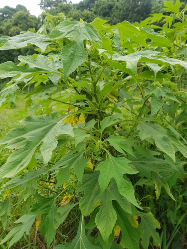 Mexican sunflower