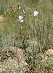 Dianthus zeyheri