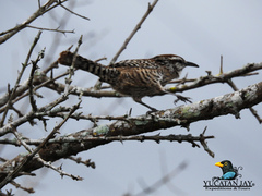 Campylorhynchus yucatanicus
