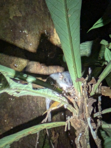 Black-tailed Dasyure