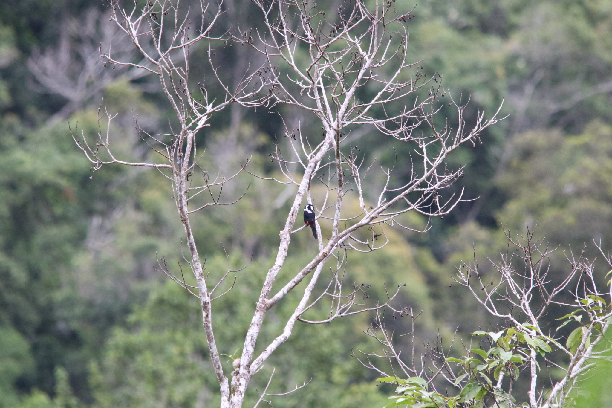 Mountain Peltops (Peltops montanus), photo 8