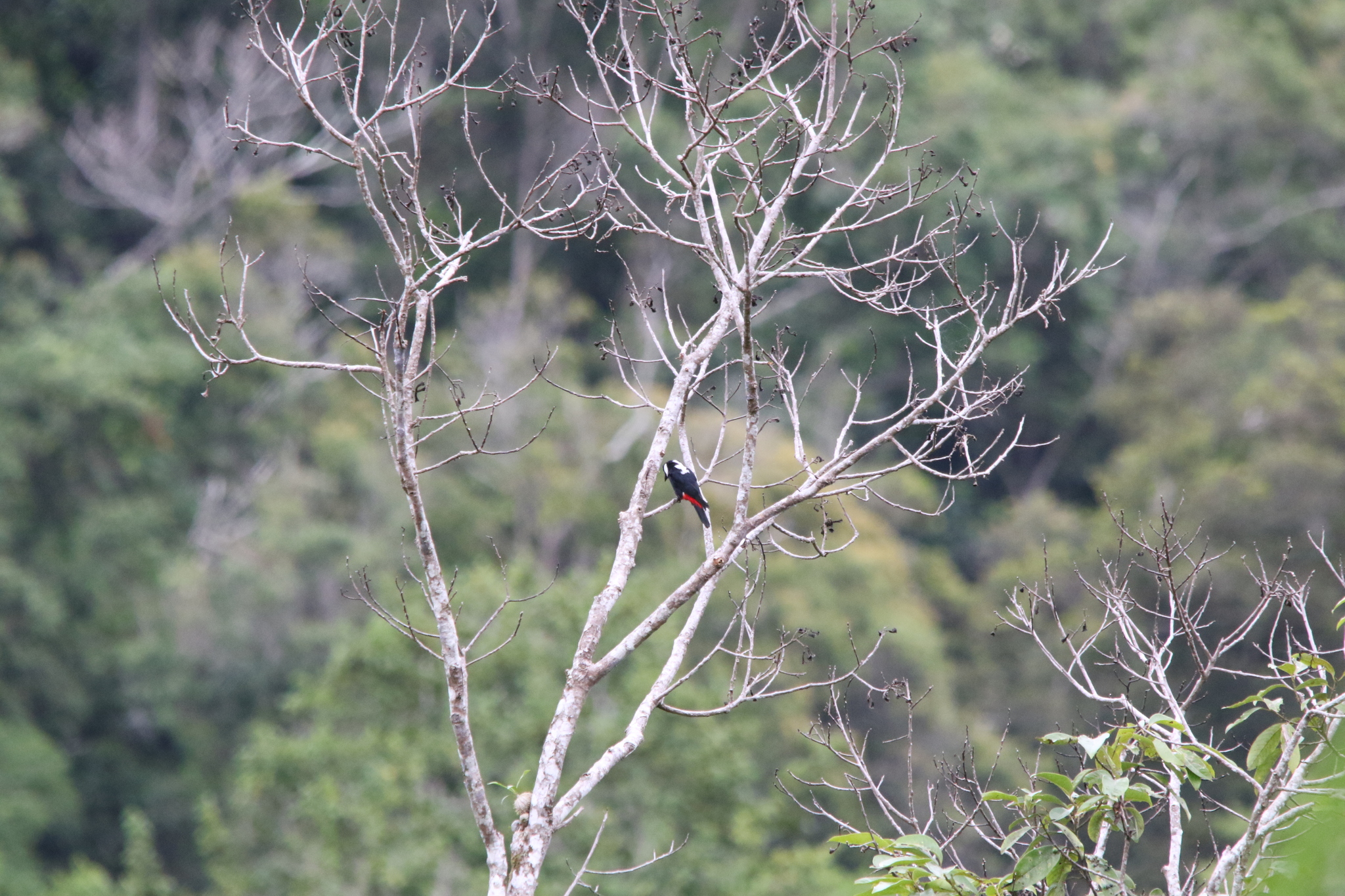Mountain Peltops (Peltops montanus), photo 7