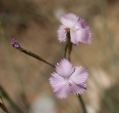 Dianthus zeyheri
