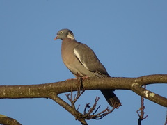 Columba palumbus