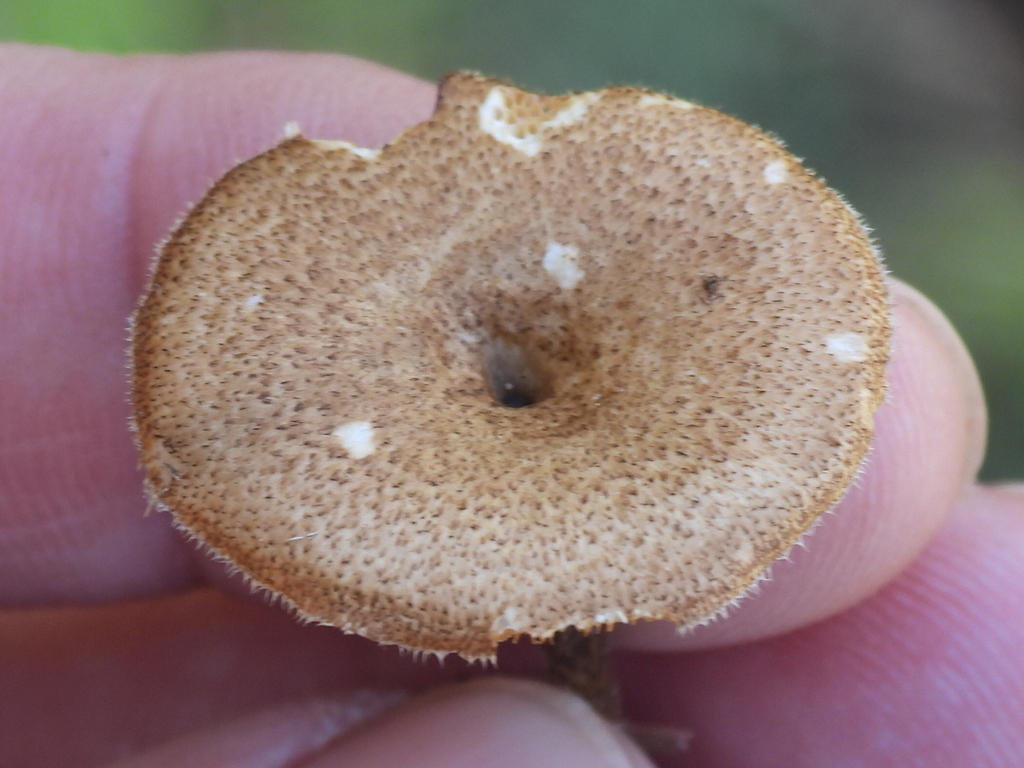 Lentinus arcularius · March 2026 · photo: © sambiology (iNaturalist, cc-by)