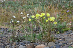 Papaver gorodkovii
