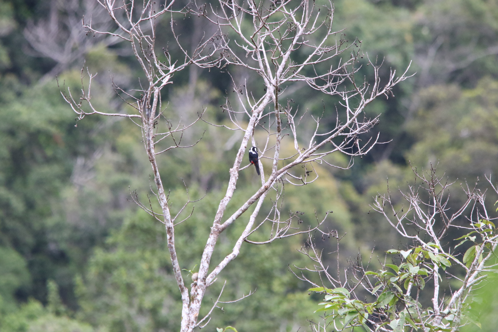 Mountain Peltops (Peltops montanus), photo 10