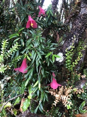 Philesia magellanica