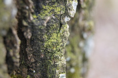 Candelariella xanthostigma