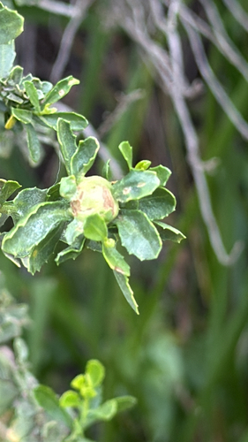 Unknown species found near Day Rd, Ventura, CA, US