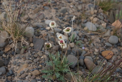 Papaver gorodkovii